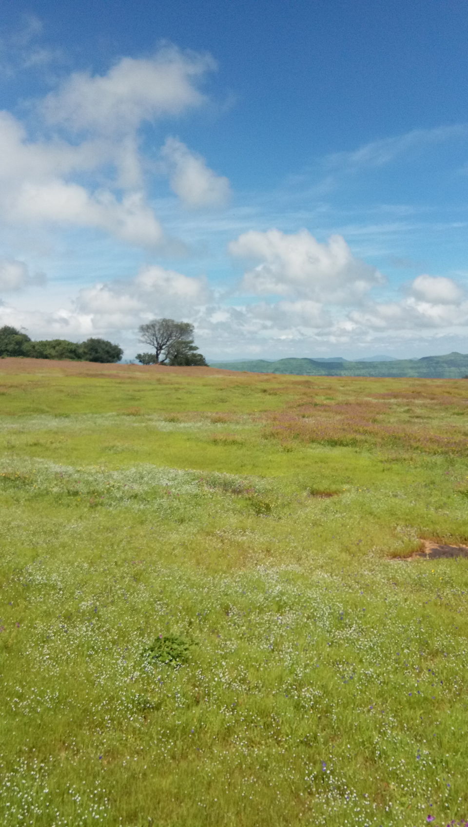 Photo of Kaas Plateau by Monaliza Palai