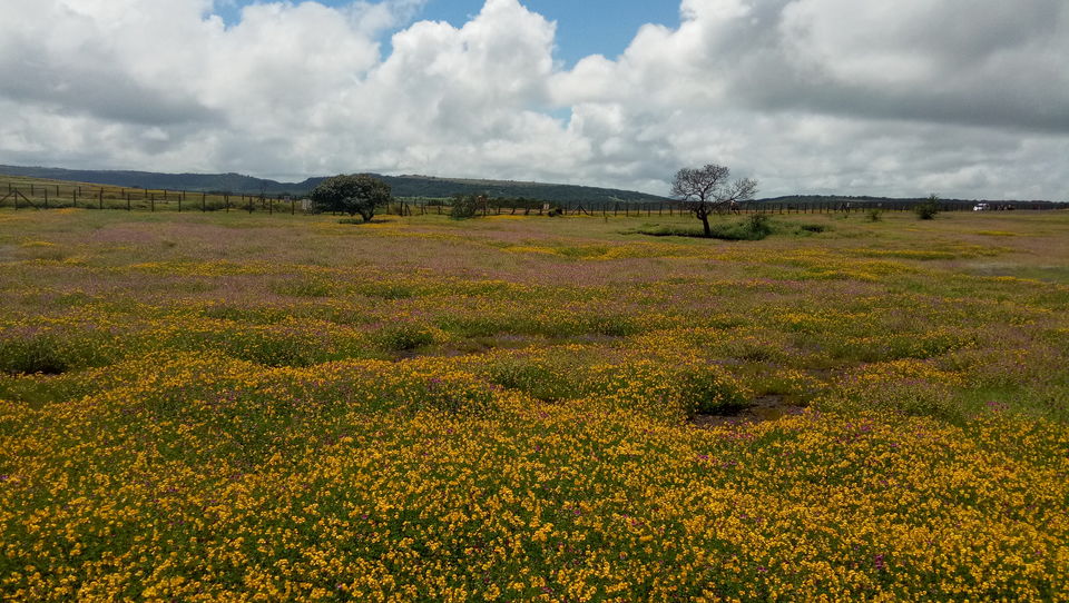 Photo of Kaas Plateau by Monaliza Palai