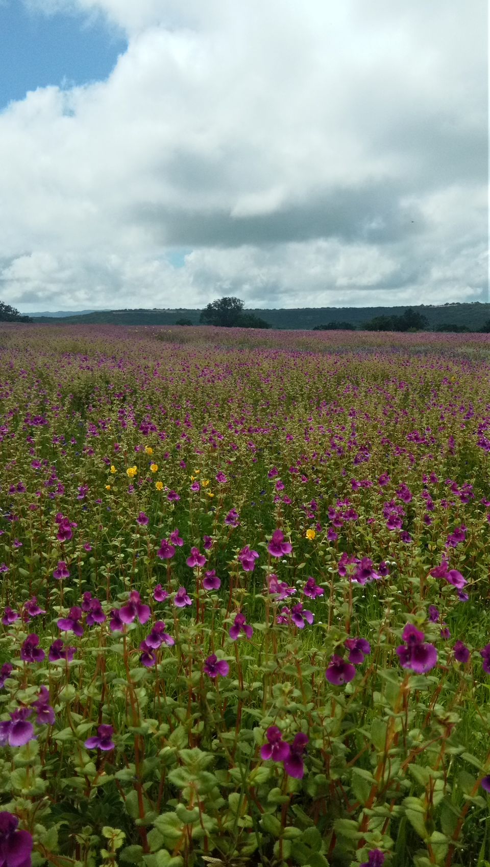 Photo of Kaas Plateau by Monaliza Palai