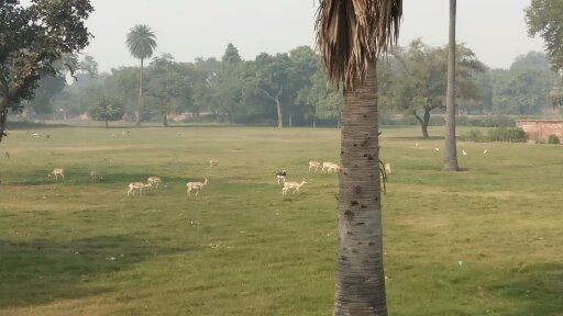 Photo of Solo Trip to Agra- Birthday At Taj Mahal by Tara Singh