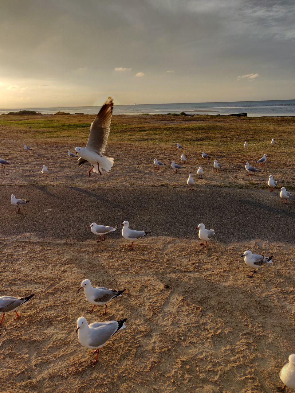 Photo of Rosebud VIC, Australia by lifebeyonddesk