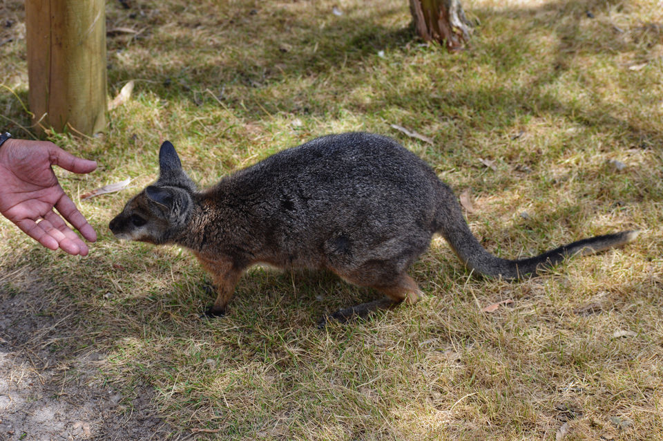 Photo of Moonlit Sanctuary Wildlife Conservation Park, Tyabb-Tooradin Road, Pearcedale VIC, Australia by lifebeyonddesk