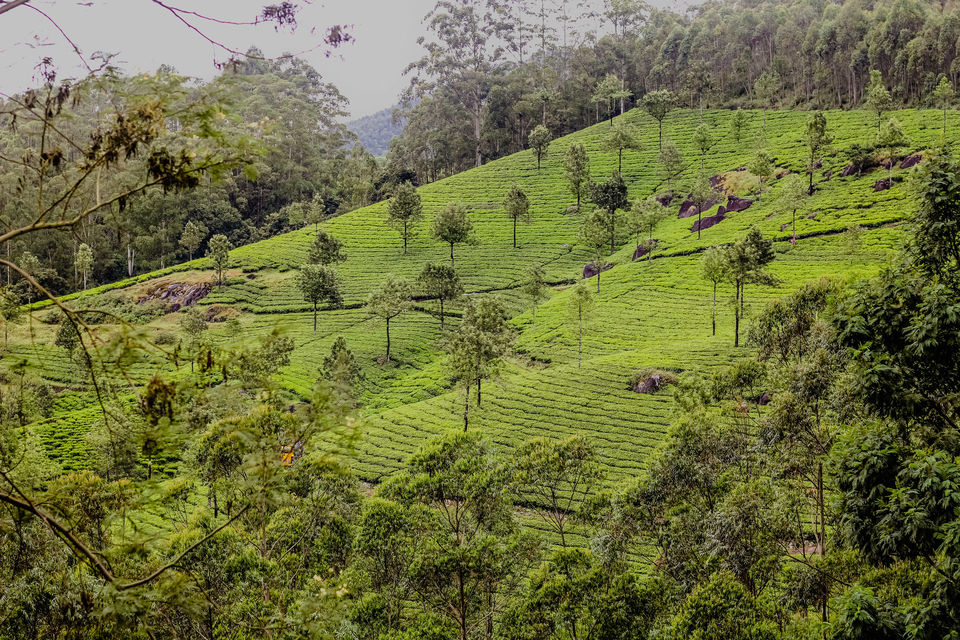 Photo of Portrait of God's own city- Munnar by Safargatha