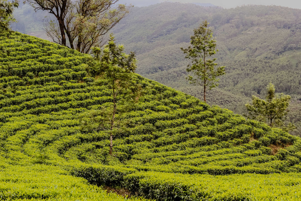 Photo of Portrait of God's own city- Munnar by Safargatha