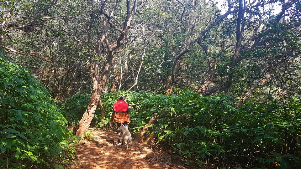 Photo of Kokankada कोकणकडा, Konkan Kada Trek Path, Maharashtra, India by Pooja Khandelwal