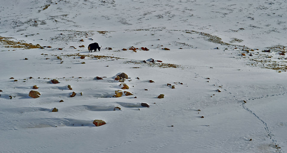 Photo of Ladakh : Land of Highest Passes by Vatsala Mehra