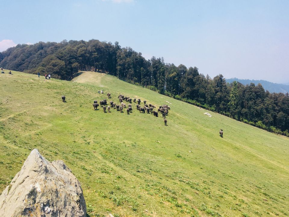 Photo of A Rendezvous with the Land of Pandavas | Narkanda - Hatu Peak by kamelia majumdar