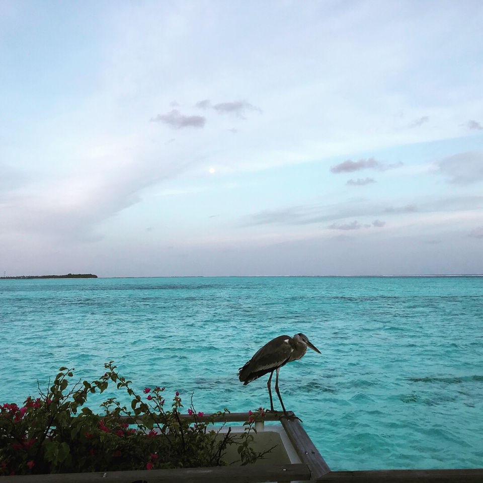 Photo of Magical Maldives by Siddhanth Hariramani