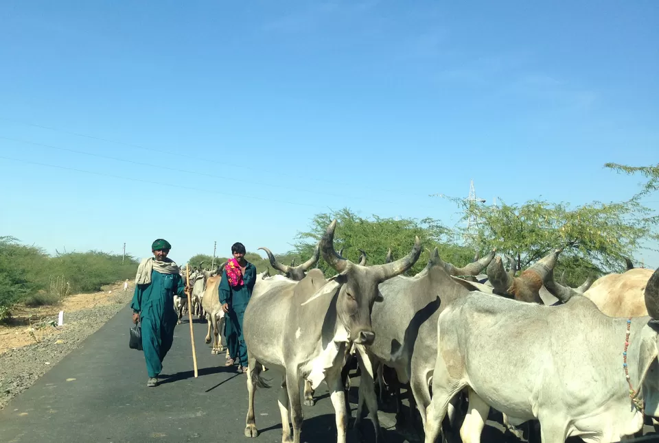 Photo of Rann Utsav, Dhordo, Gujarat, India by Priyam & Shrey
