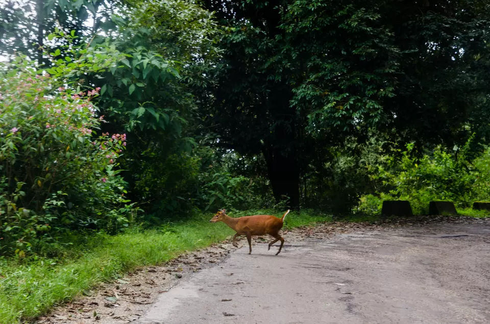 Photo of Sukhiapokhri, West Bengal, India by Santanu Das