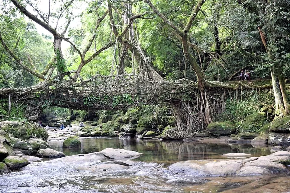Photo of Living Root Bridge, Mawlynnong, Surok Mawlynnong, Mawlynnong, Meghalaya, India by Atreyee Wandering