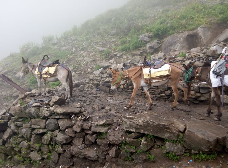 Photo of Ghangaria, Chamoli, Uttarakhand, India by Nishesh Singhal
