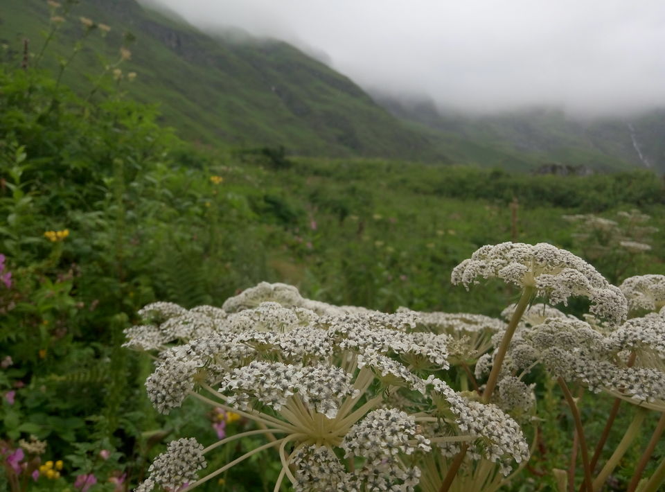 Photo of Trek To Valley Of Flowers and 270 Kms Ride Back to Rishikesh (Day 3 & Day 4) by Nishesh Singhal