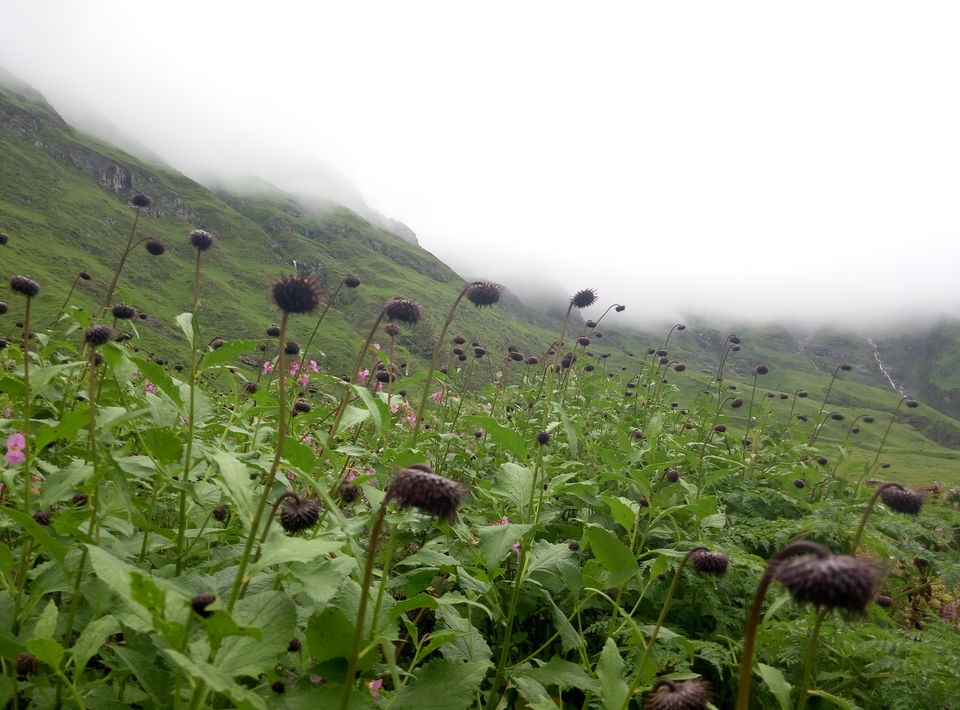 Photo of Trek To Valley Of Flowers and 270 Kms Ride Back to Rishikesh (Day 3 & Day 4) by Nishesh Singhal
