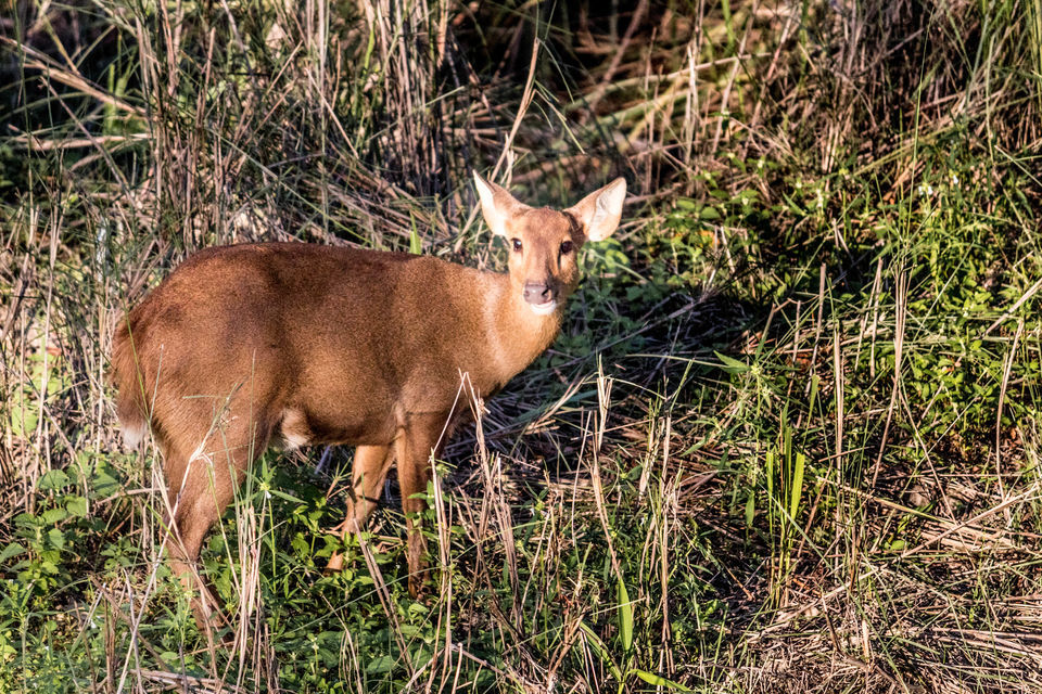 Photo of भारत के उत्तर पूर्व की ओर : एक ट्रिप दिल के करीब 36/48 by लफंगा परिंदा