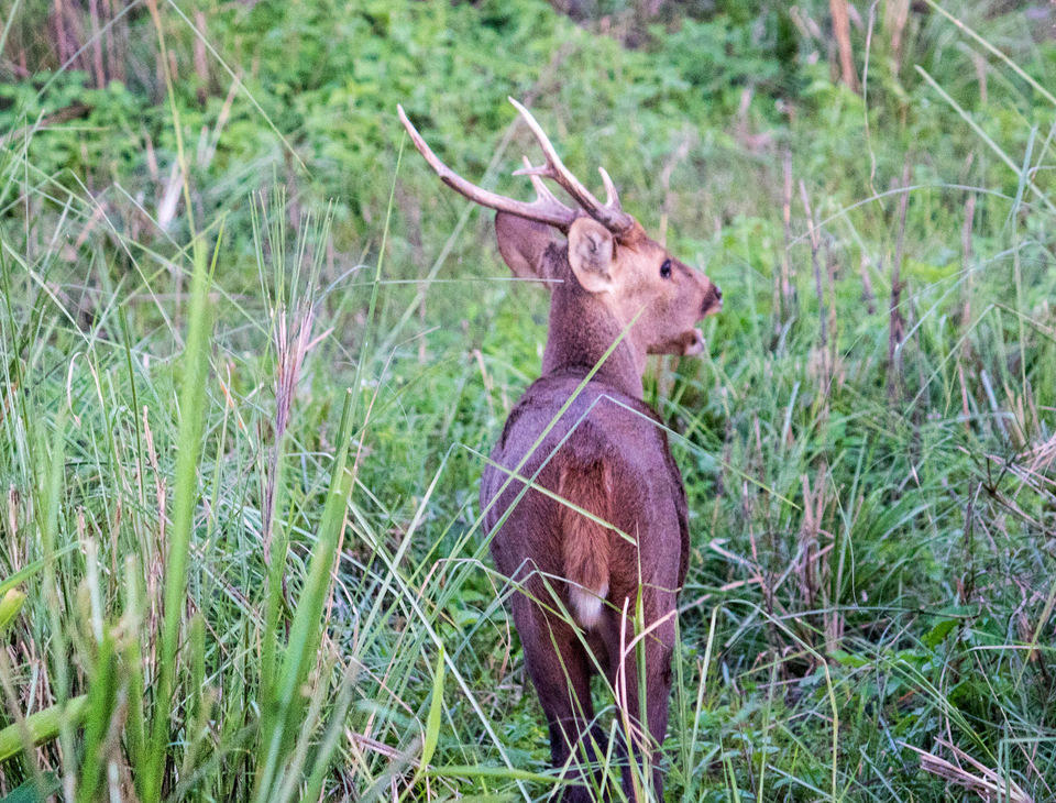 Photo of भारत के उत्तर पूर्व की ओर : एक ट्रिप दिल के करीब 41/48 by लफंगा परिंदा