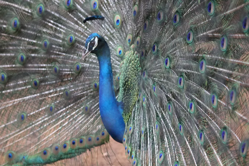 Photo of Mysore Zoo, Mysuru, Karnataka, India by Manmitha Deepthi