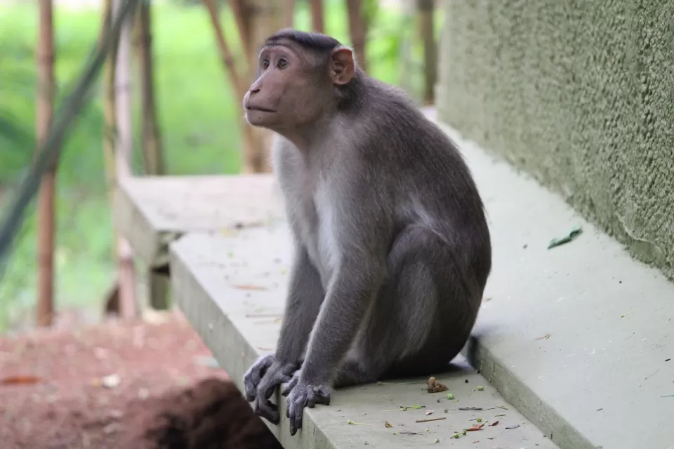 Photo of Mysore Zoo, Mysuru, Karnataka, India by Manmitha Deepthi