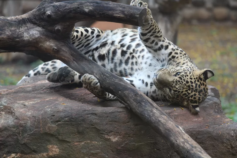 Photo of Mysore Zoo, Mysuru, Karnataka, India by Manmitha Deepthi