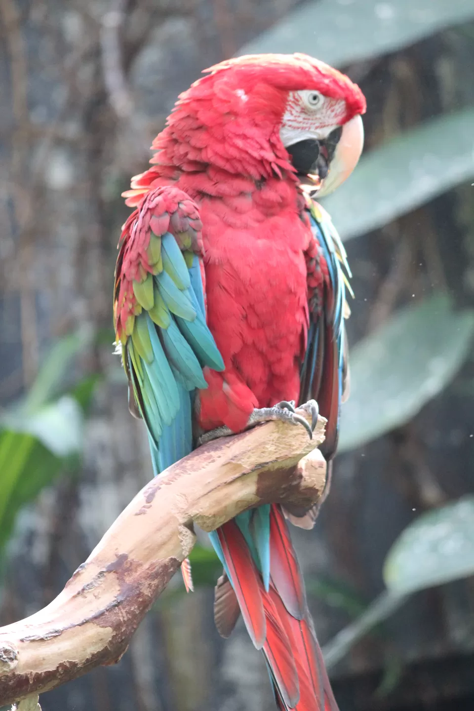 Photo of Lions Gate Bridge, Vancouver, BC, Canada by Manmitha Deepthi