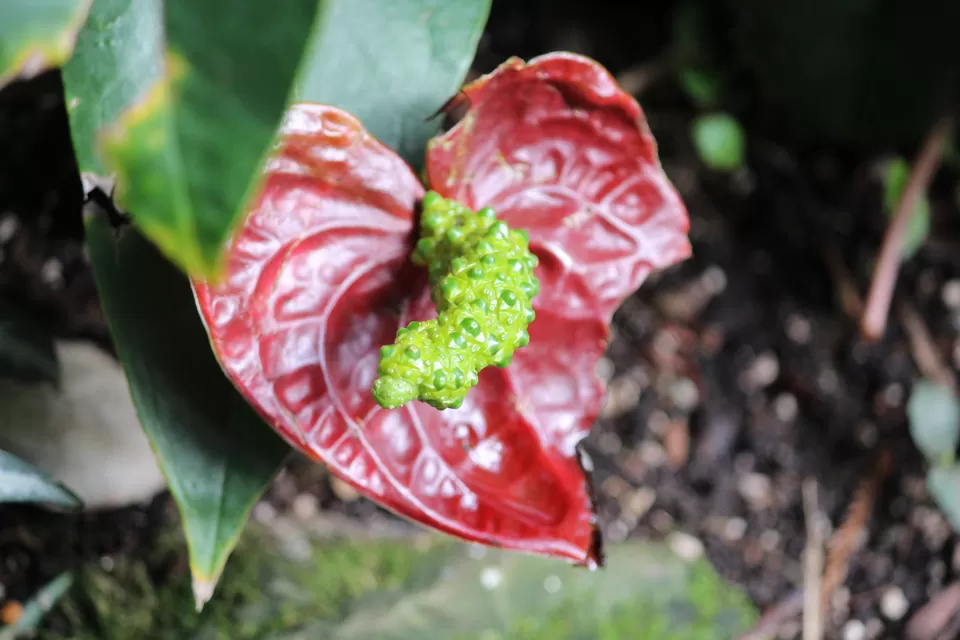 Photo of Lions Gate Bridge, Vancouver, BC, Canada by Manmitha Deepthi