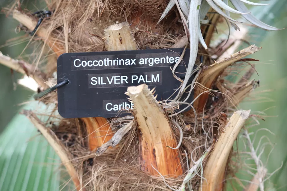 Photo of Lions Gate Bridge, Vancouver, BC, Canada by Manmitha Deepthi