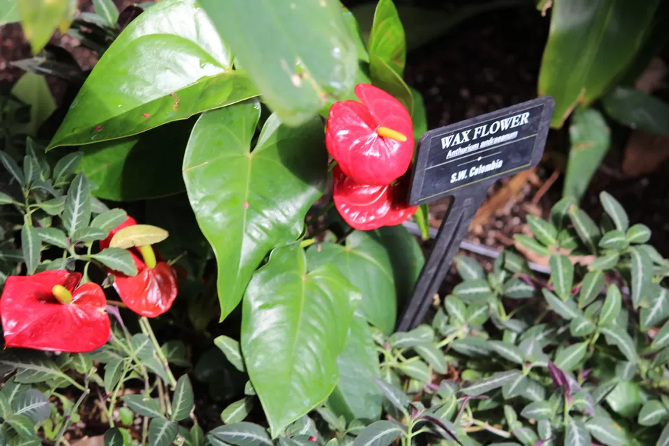 Photo of Lions Gate Bridge, Vancouver, BC, Canada by Manmitha Deepthi