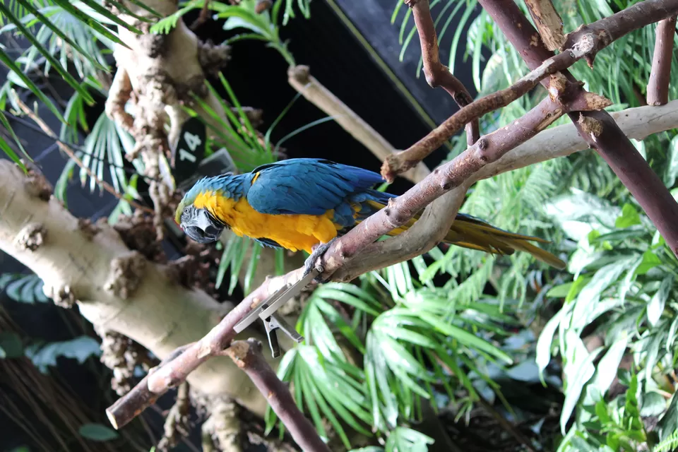 Photo of Lions Gate Bridge, Vancouver, BC, Canada by Manmitha Deepthi