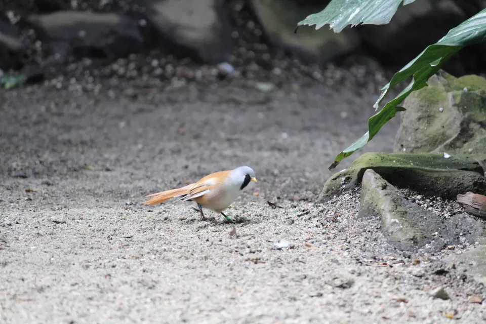 Photo of Lions Gate Bridge, Vancouver, BC, Canada by Manmitha Deepthi