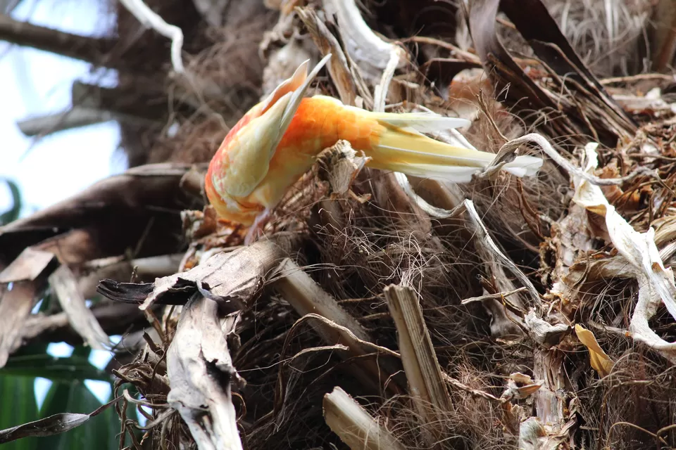 Photo of Lions Gate Bridge, Vancouver, BC, Canada by Manmitha Deepthi