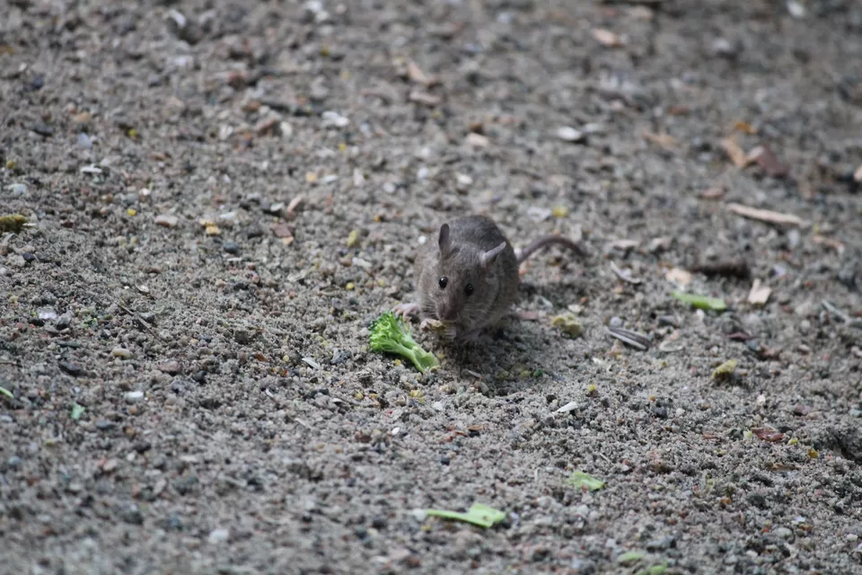 Photo of Lions Gate Bridge, Vancouver, BC, Canada by Manmitha Deepthi