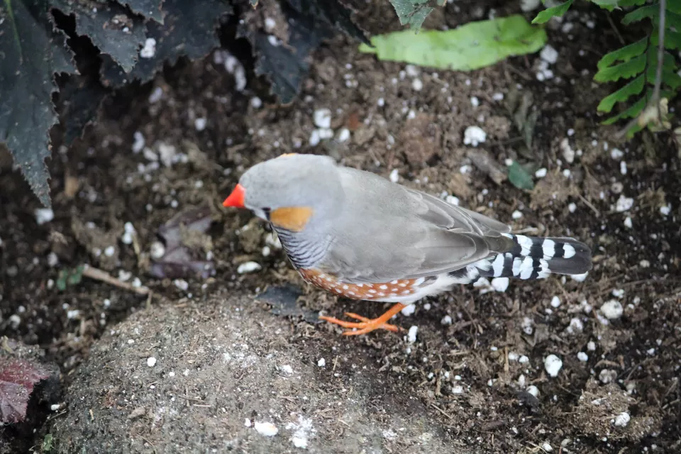 Photo of Lions Gate Bridge, Vancouver, BC, Canada by Manmitha Deepthi