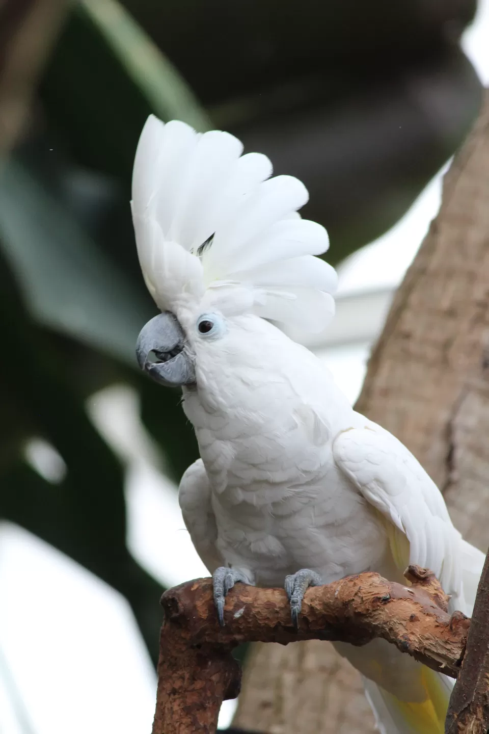 Photo of Lions Gate Bridge, Vancouver, BC, Canada by Manmitha Deepthi