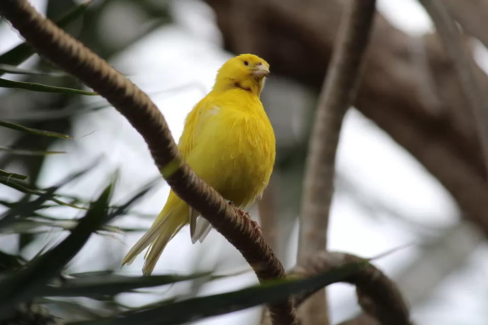 Photo of Lions Gate Bridge, Vancouver, BC, Canada by Manmitha Deepthi