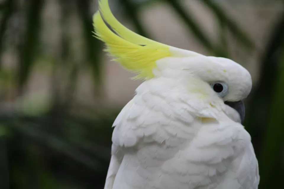 Photo of Lions Gate Bridge, Vancouver, BC, Canada by Manmitha Deepthi