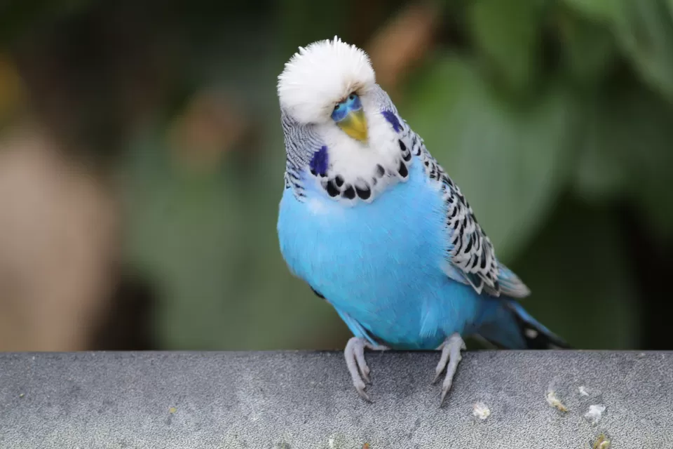 Photo of Lions Gate Bridge, Vancouver, BC, Canada by Manmitha Deepthi