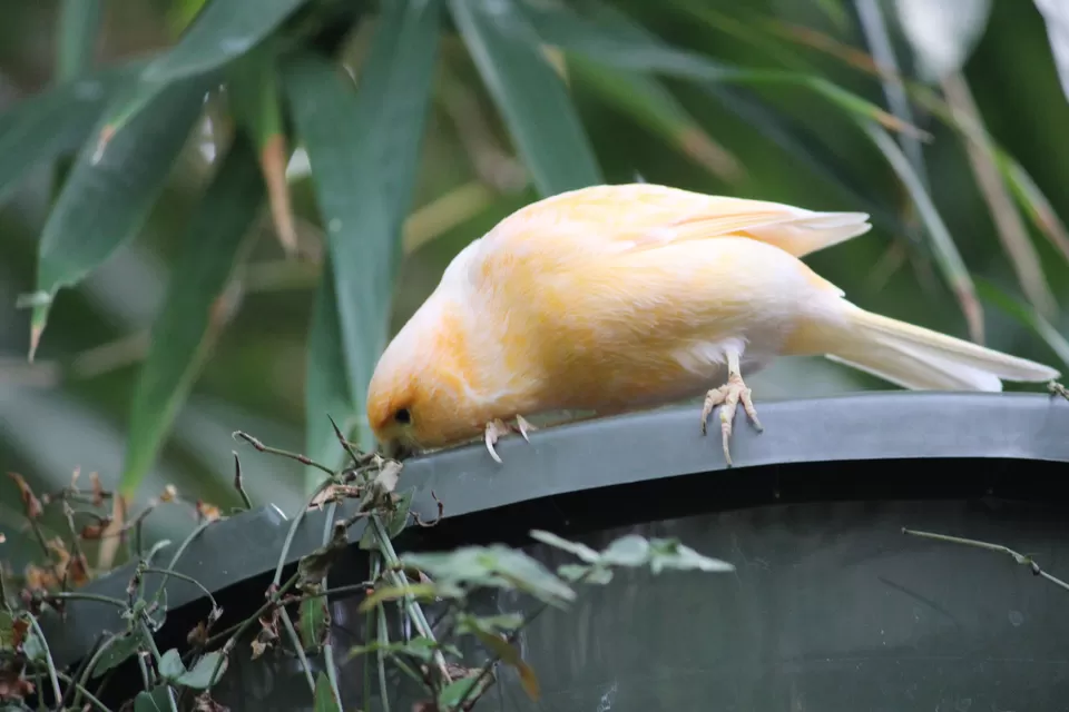 Photo of Lions Gate Bridge, Vancouver, BC, Canada by Manmitha Deepthi