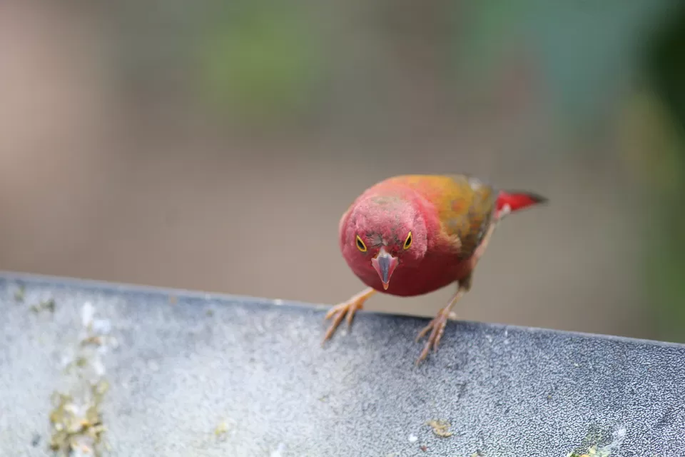 Photo of Lions Gate Bridge, Vancouver, BC, Canada by Manmitha Deepthi