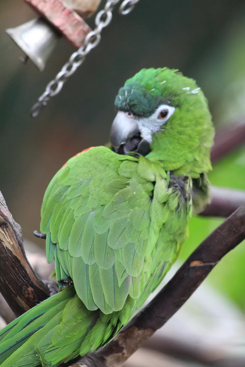 Photo of Lions Gate Bridge, Vancouver, BC, Canada by Manmitha Deepthi