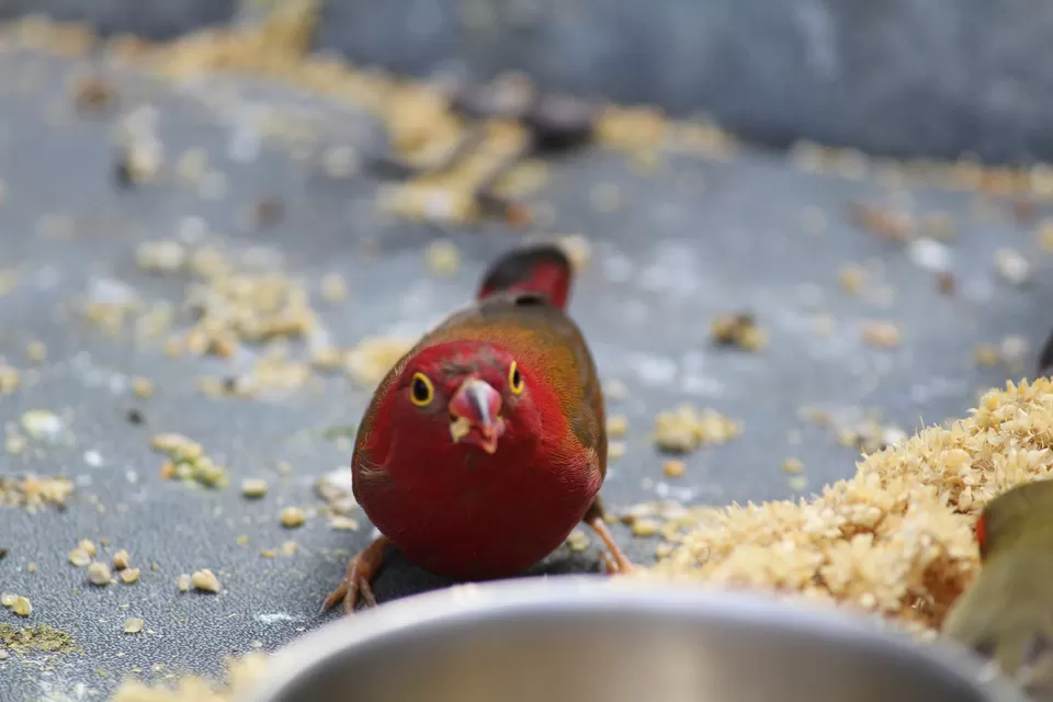 Photo of Lions Gate Bridge, Vancouver, BC, Canada by Manmitha Deepthi