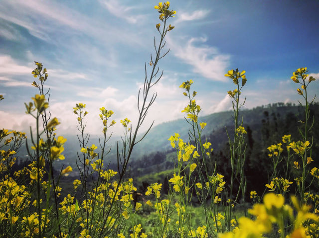 Photo of The New Mountains : Nilgiris ( Coonoor Hill Station) by Akanksha Siwach. Tales of The Hidden Trails
