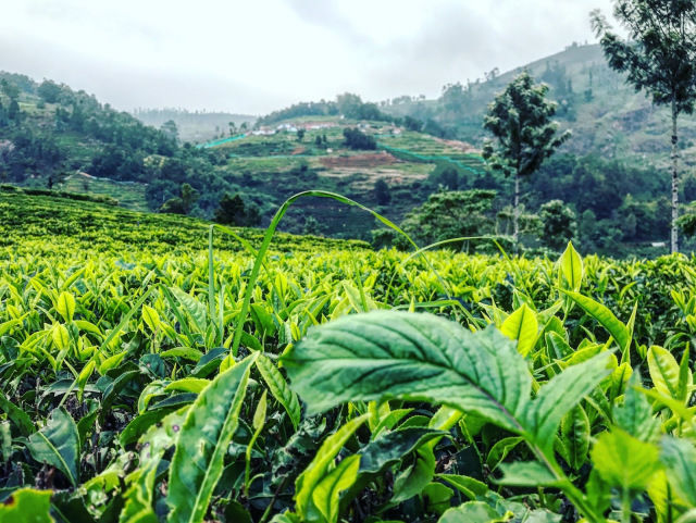 Photo of The New Mountains : Nilgiris ( Coonoor Hill Station) by akanksha siwach