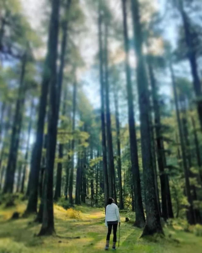 Photo of Theog, Himachal Pradesh, India by Akanksha Siwach. Tales of The Hidden Trails