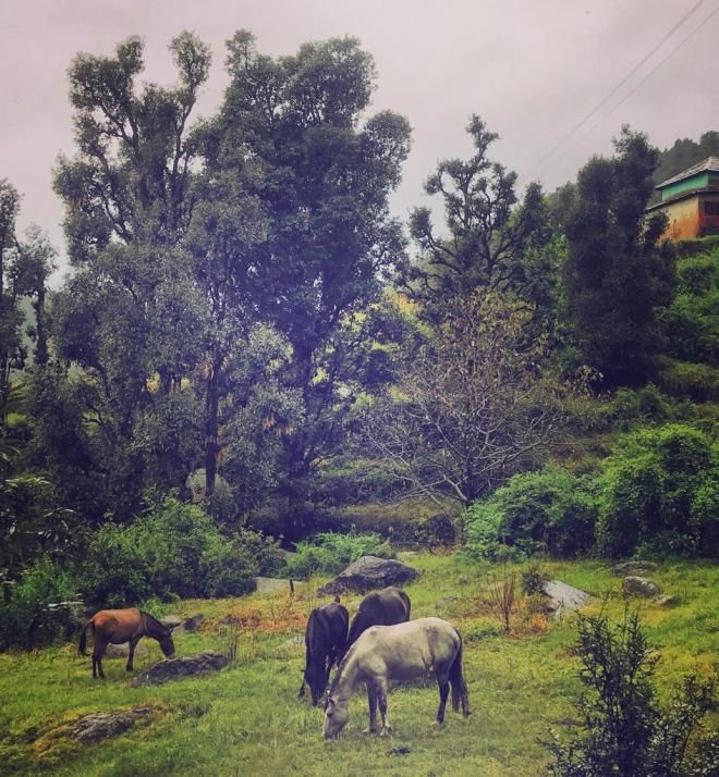 Photo of WHEN I GOT HAPPILY STRANDED AT THIS HAVEN CALLED….Kareri! by akanksha siwach
