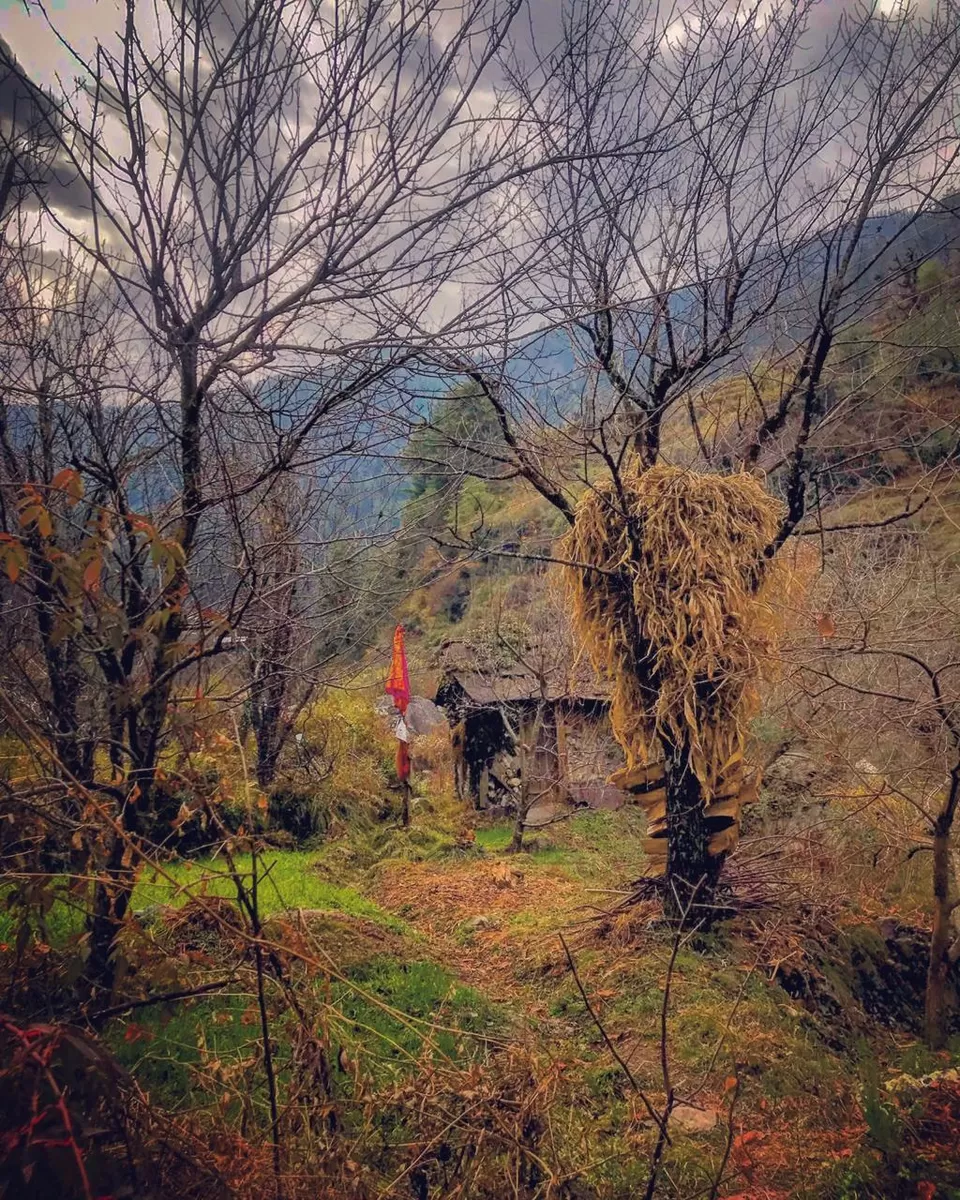 Photo of Oh My Jibhi! by Akanksha Siwach. Tales of The Hidden Trails