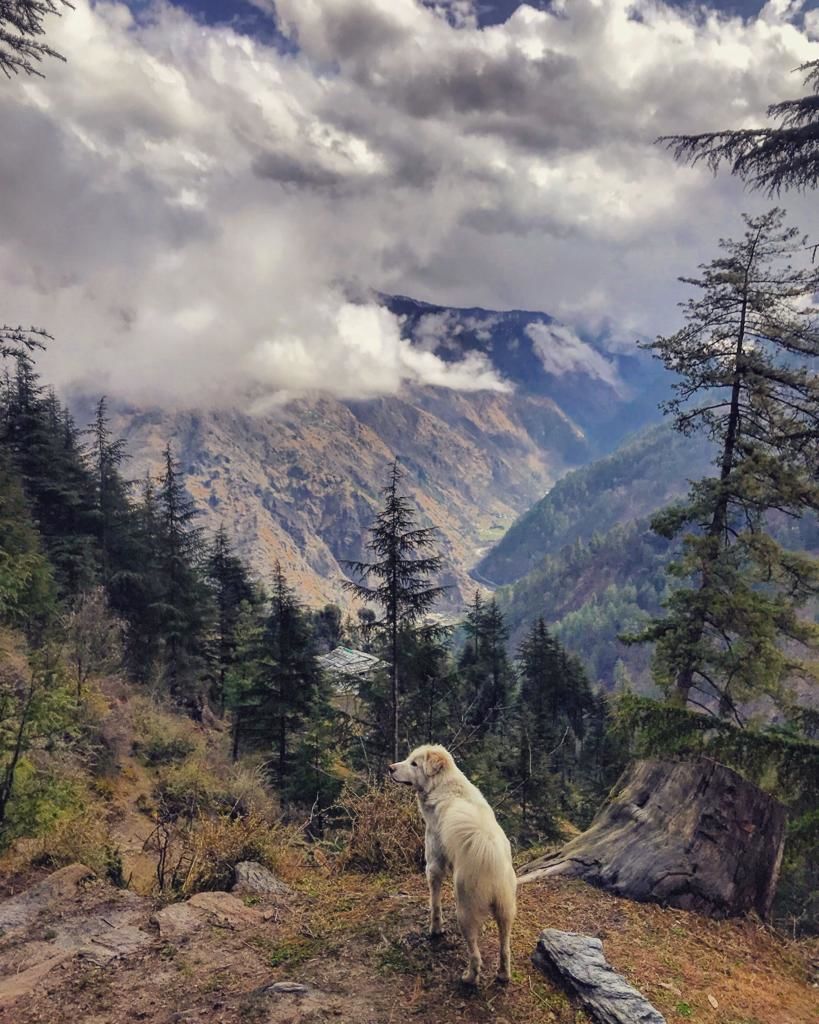 Photo of Sainj, Himachal Pradesh, India by Akanksha Siwach. Tales of The Hidden Trails