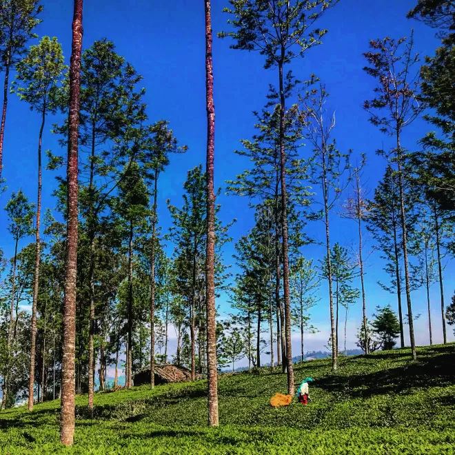 Photo of Coonoor, Tamil Nadu, India by Akanksha Siwach. Tales of The Hidden Trails
