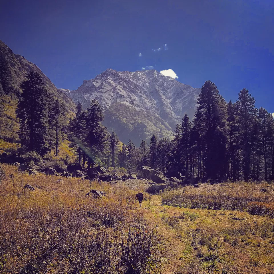 Photo of Great Himalayan National Park, Forest Office Road, Shamshi, Himachal Pradesh, India by Akanksha Siwach. Tales of The Hidden Trails