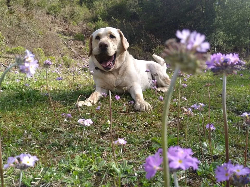 Photo of Arunachal Pradesh, India by Akanksha Siwach. Tales of The Hidden Trails