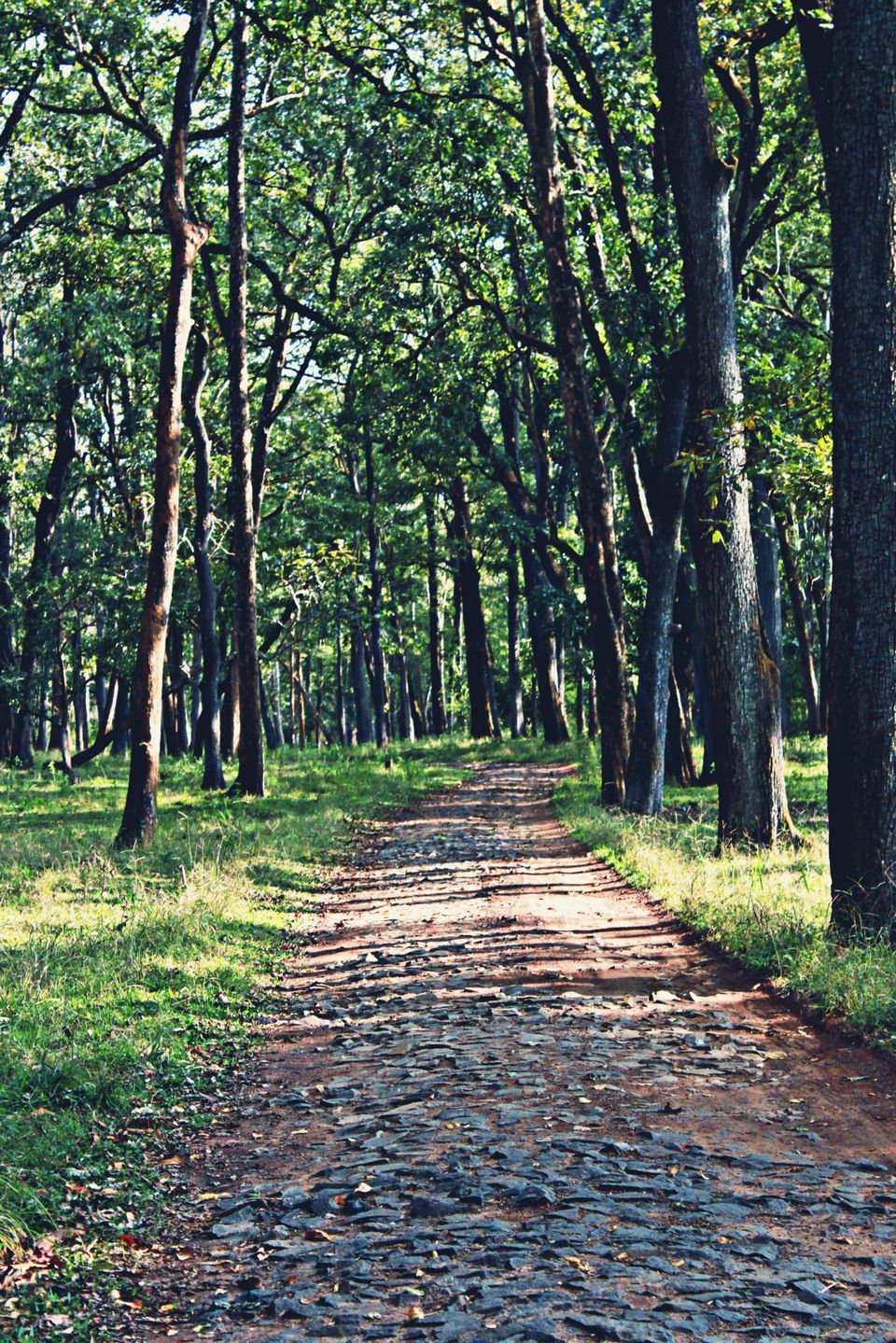 Photo of Ride to Wayanad 8/12 by Sumanth Nagaraja